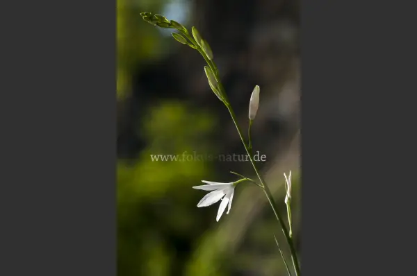 Fokus-Natur Bild