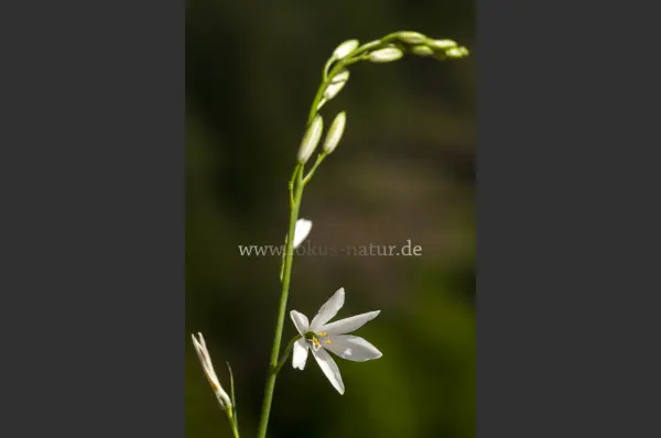Fokus-Natur Bild