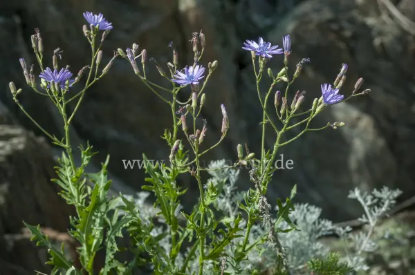 Fokus-Natur Bild
