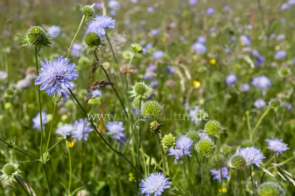 Fokus-Natur Bild