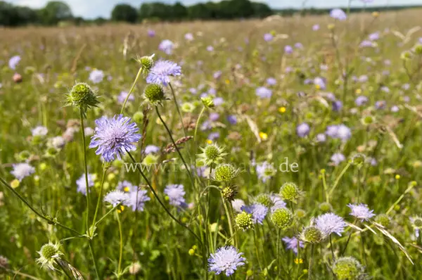 Fokus-Natur Bild