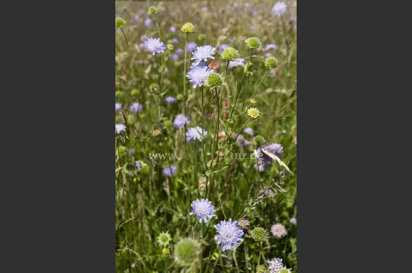Fokus-Natur Bild