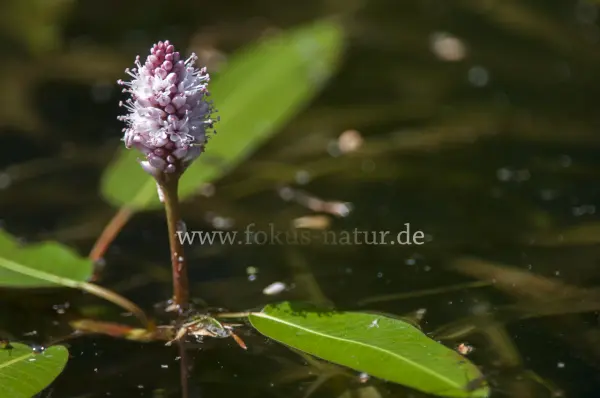 Fokus-Natur Bild