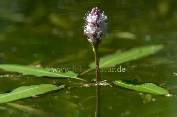 Fokus-Natur Bild
