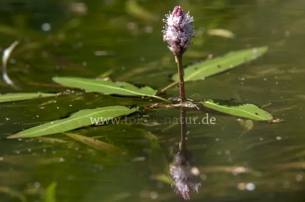Fokus-Natur Bild