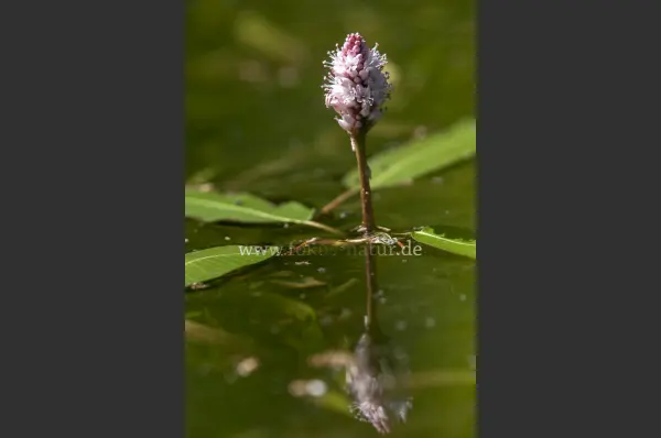 Fokus-Natur Bild