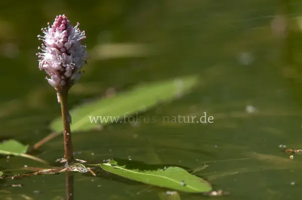 Fokus-Natur Bild