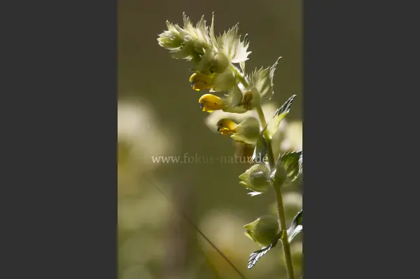 Fokus-Natur Bild