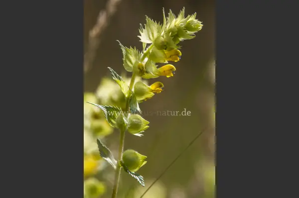 Fokus-Natur Bild