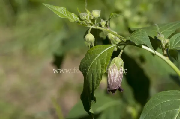 Fokus-Natur Bild