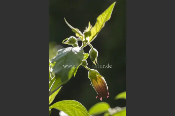 Fokus-Natur Bild