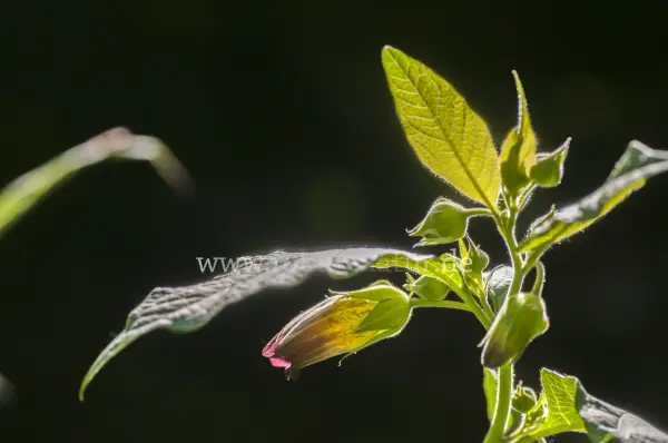 Fokus-Natur Bild