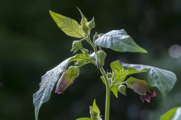 Fokus-Natur Bild
