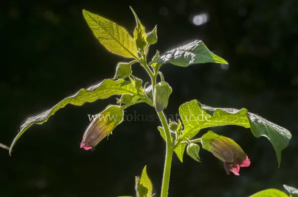 Fokus-Natur Bild