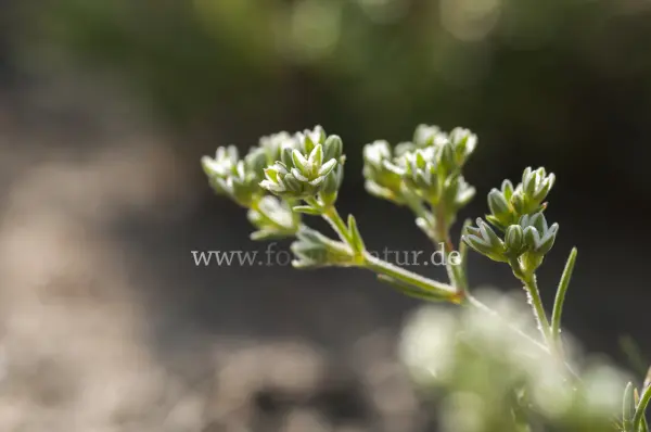Fokus-Natur Bild
