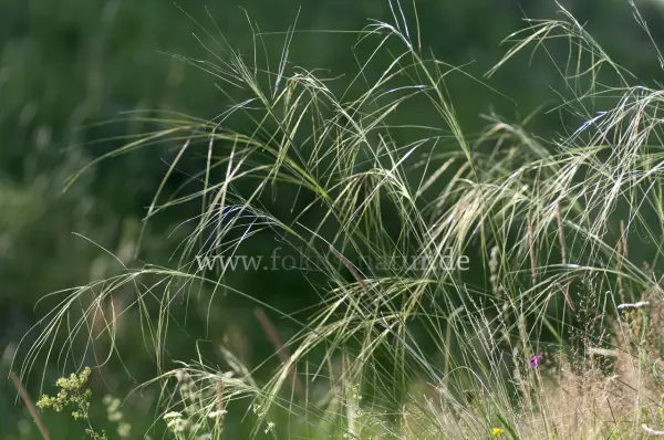 Fokus-Natur Bild