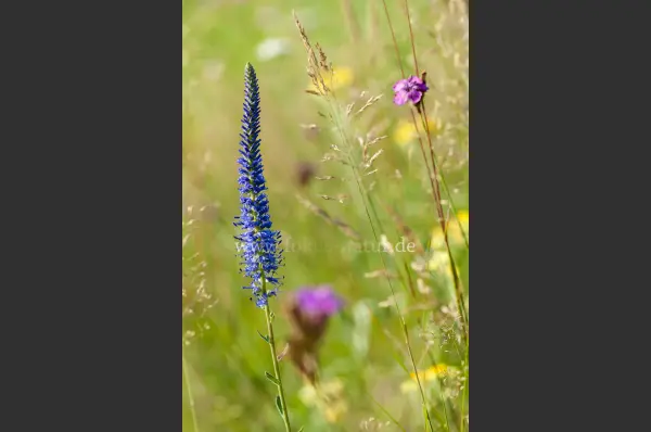 Fokus-Natur Bild