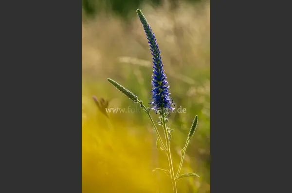 Fokus-Natur Bild