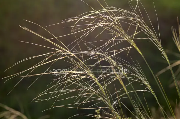 Fokus-Natur Bild