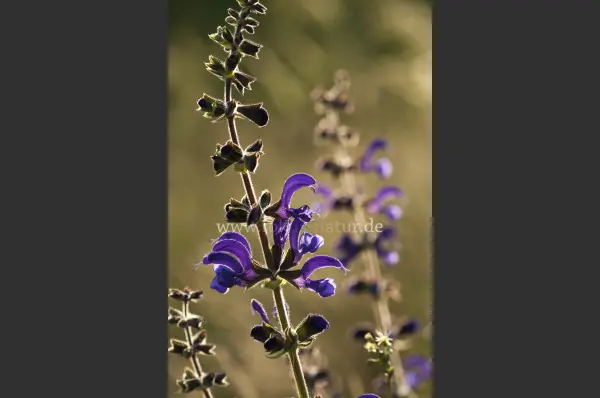 Fokus-Natur Bild
