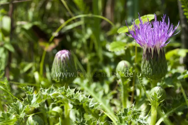 Fokus-Natur Bild