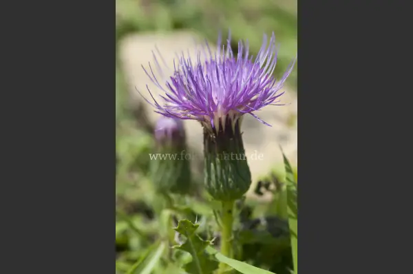 Fokus-Natur Bild