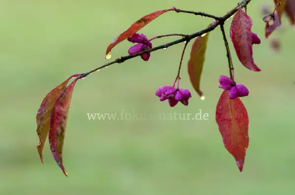 Fokus-Natur Bild
