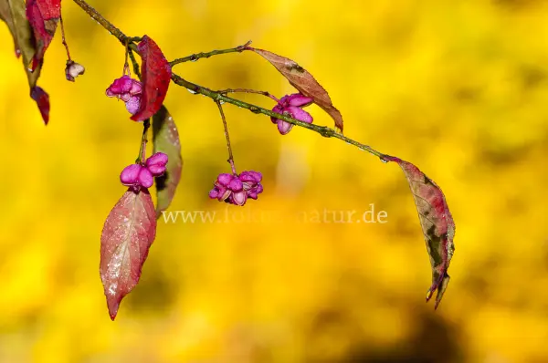 Fokus-Natur Bild