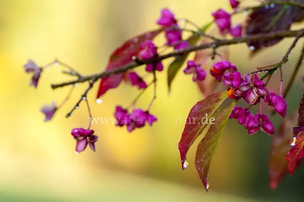 Fokus-Natur Bild