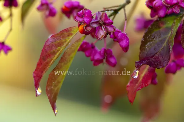 Fokus-Natur Bild
