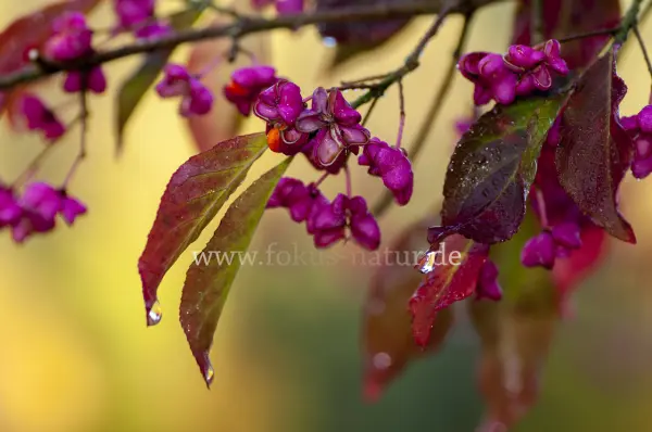 Fokus-Natur Bild