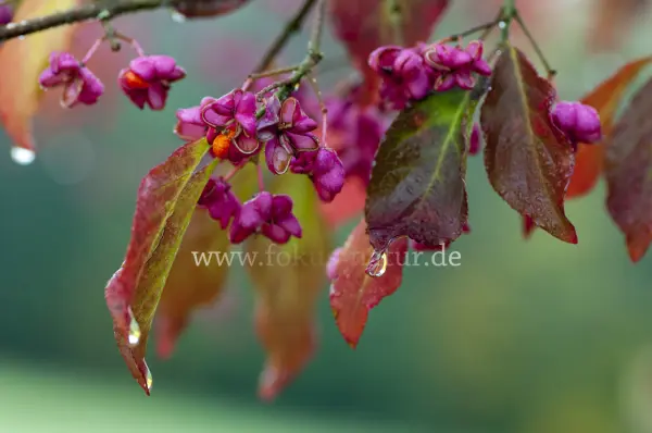 Fokus-Natur Bild