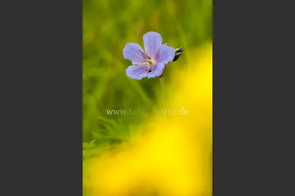 Fokus-Natur Bild