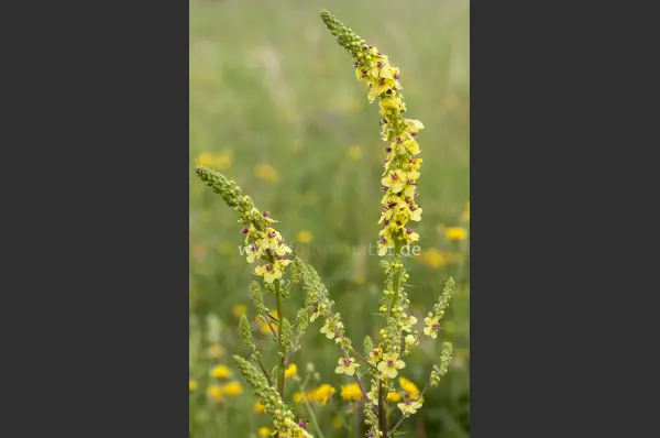 Fokus-Natur Bild