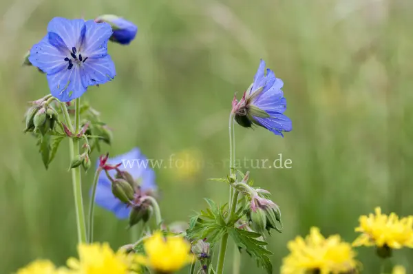 Fokus-Natur Bild
