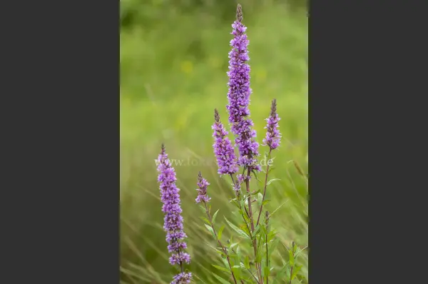 Fokus-Natur Bild