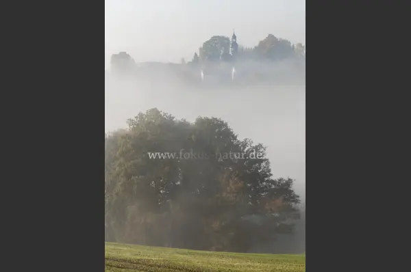 Fokus-Natur Bild