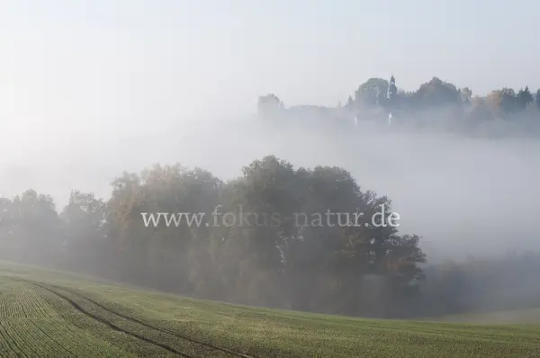 Fokus-Natur Bild