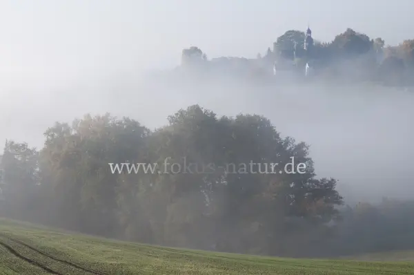 Fokus-Natur Bild