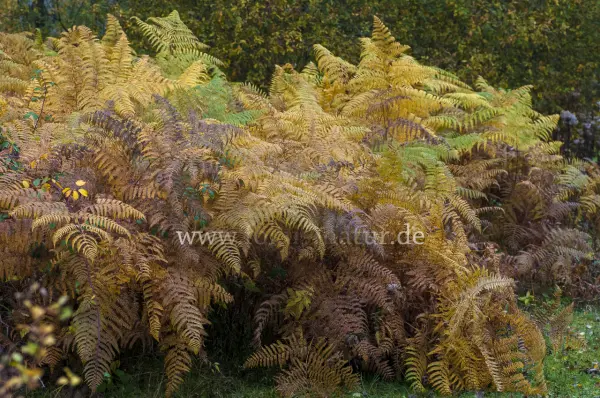 Fokus-Natur Bild