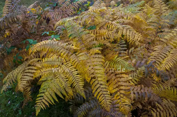 Fokus-Natur Bild