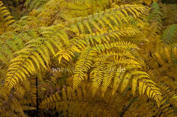 Fokus-Natur Bild