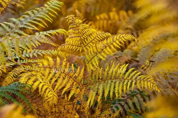 Fokus-Natur Bild