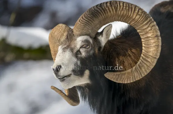 Fokus-Natur Bild
