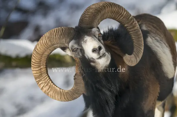 Fokus-Natur Bild