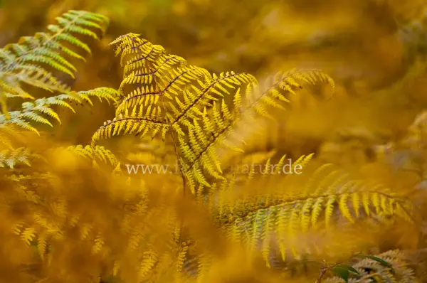 Fokus-Natur Bild
