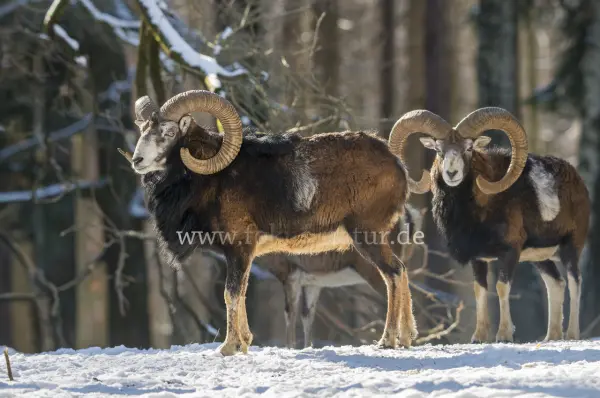 Fokus-Natur Bild