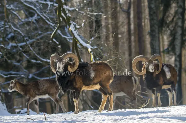 Fokus-Natur Bild