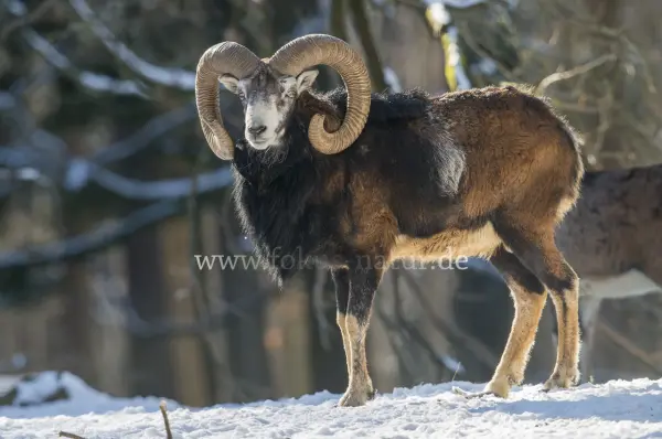 Fokus-Natur Bild