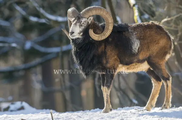 Fokus-Natur Bild